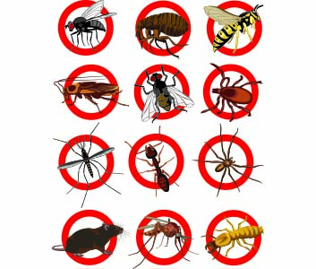 drawing showing a list of common pest that invade homes
